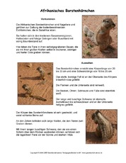 Afrikanisches Borstenhörnchen-Steckbrief.pdf